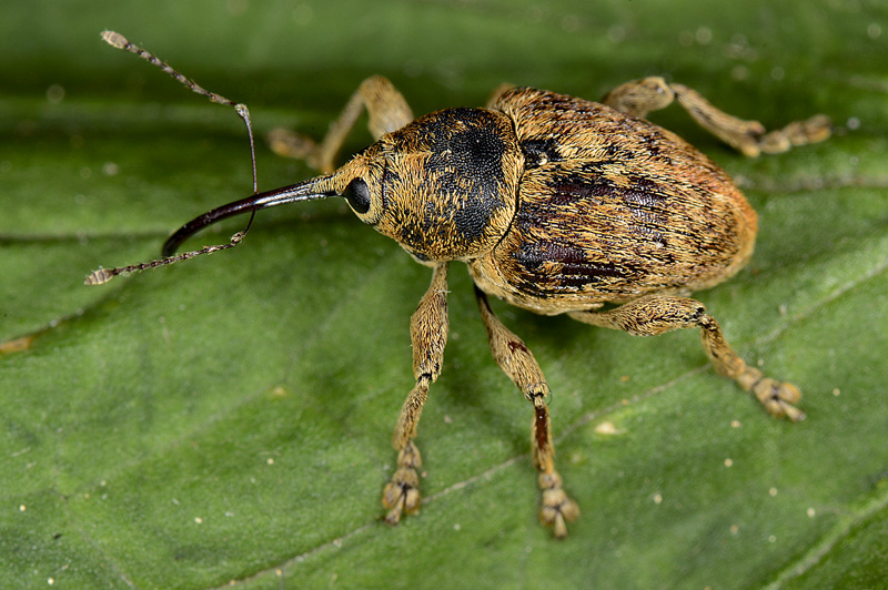 Curculionidae: Curculio nucum